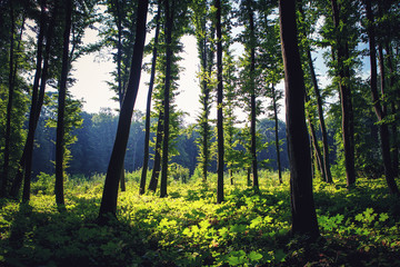 Obraz premium green forest