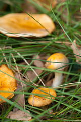  mushrooms in   grass