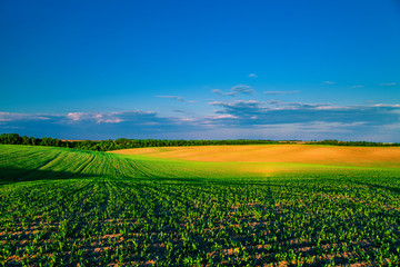 Green Field