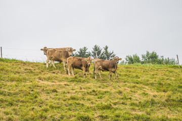 vaches alpines dans le pré