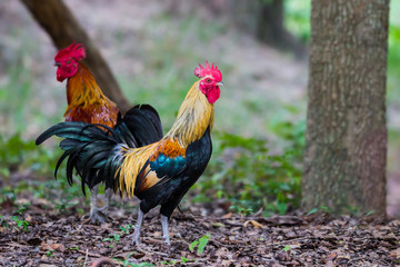 Group of male chicken in Thailand for background use