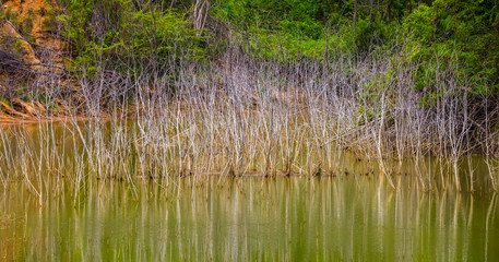 Dry branch tree with pond foreground for background use