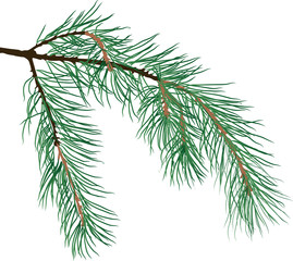 blue pine tree branch isolated illustration