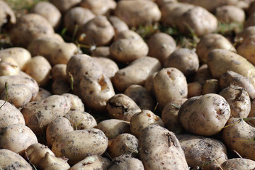 potato tubers in the ground