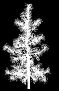 single white small pine silhouette isolated on black
