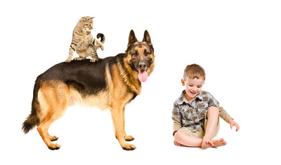 Playful cat, a boy and a German shepherd