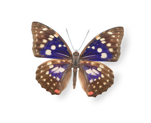 Fototapeta na wymiar Beige and blue butterfly isolated on white