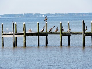 Birds on Dock