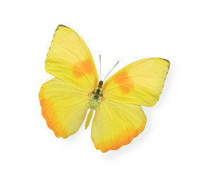 Yellow butterfly isolated on white