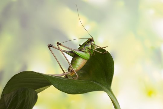 CAVALLETTA VERDE SU FOGLIA