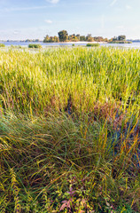 Obraz premium Reeds in the River