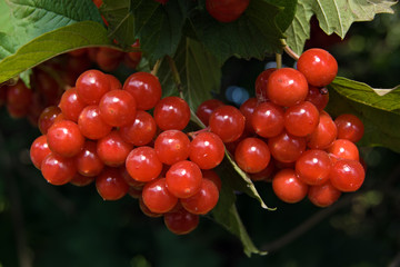 Ягоды калины