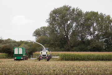 Maisernte mit Maishäcksler