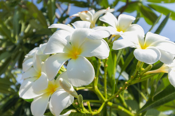 Fototapeta na wymiar Frangipani (Lan thom) flower
