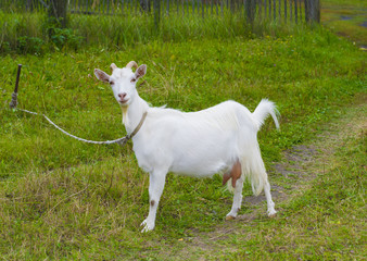 Fototapeta premium white goat in the village