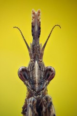Microfotografia de la cabeza de una mantis religiosa realizada con la tecnica del apilado de imagenes.