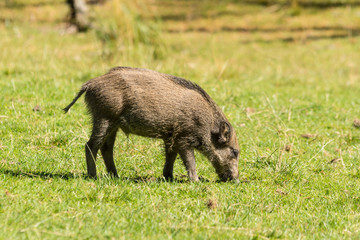 Wild boar (Sus scrofa)
