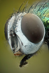 Microfotografia de la cabeza de una mosca verde realizada con la tecnica del apilado de imagenes