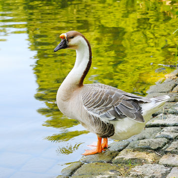 gray goose on the lake