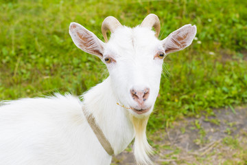 Naklejka na ściany i meble white goat in the village