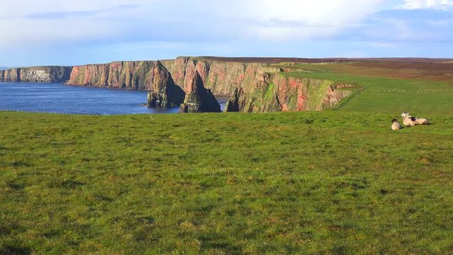 Sheep sit along the beautiful northern coastline of Scotland.