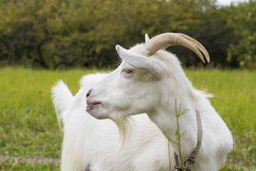 Obraz premium white goat in the village