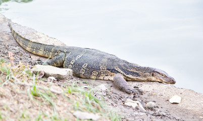 Close-up of water monitor or Varanus salvato crawl 