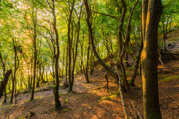 Buchenwald im Frühherbst