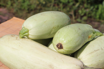White vegetable marrows in a bucket standing on a table in a  garden
