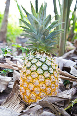 Pineapple on natural background