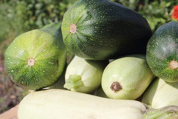 White vegetable marrows in a bucket standing on a table in a  garden
