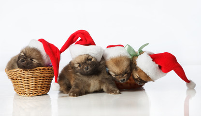 Four Pomeranian Spitz puppies in Santa hats