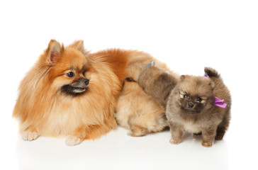 Pomeranian Spitz dog with her puppies