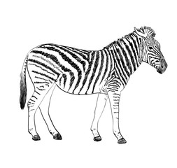 Fototapeta na wymiar Zebra. 