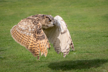Eagle owl in flight with green grass background.