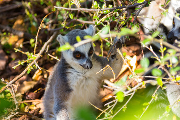 Ring Tailed Lemur or white front (Lemur catta)