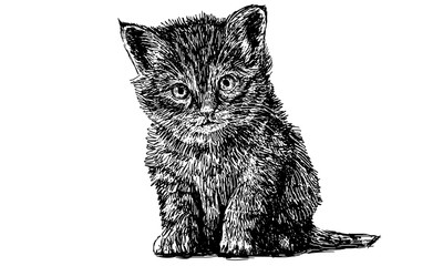 Small cat looking, hand draw on white background.
