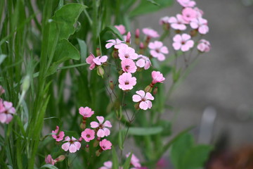 rosa pink Blüten