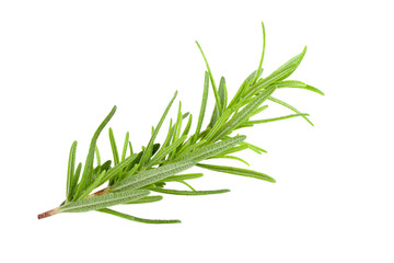 rosemary isolated on white background