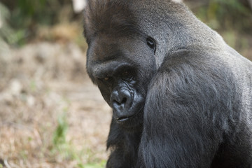 Hairy western lowland silverback gorilla