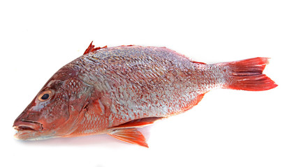 red snapper