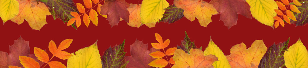 fallende blätter, goldener herbst