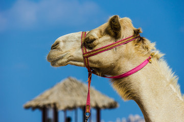 The muzzle of the African camel