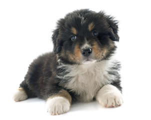 puppy australian shepherd