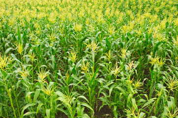 Fototapeta premium corn field