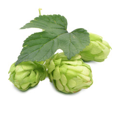 Hopfen