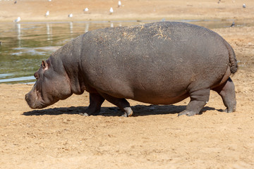 Hippopotamus near lake