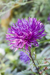 Autumn asters on the meadow close-up, selective focus