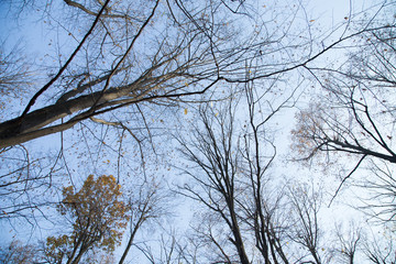 Branches on the blue sky