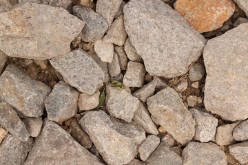 Stones in grey colors with plant